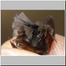 Andrena mit Stylops-33.jpg